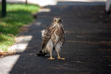 Baby hawk in the grass