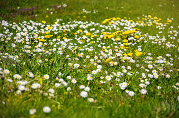 White daisy flowers on a alpine meadow	
