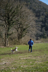 Man walks in field near forest with dog. Mix breed white Swiss Shepherd runs on green grass in spring and chews stick. Rear view. Concept of actively spending time with pet outside.