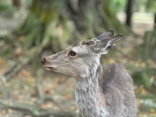 Obraz premium Graceful Majesty: Captivating Portrait of a Majestic Deer in the Wild