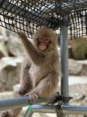 Fascinating Wildlife Encounter: Adorable Baby Macaque and its Mother in the Wild
