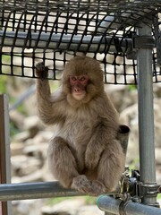 Fascinating Wildlife Encounter: Adorable Baby Macaque and its Mother in the Wild