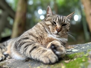 Hübsches getigertes Kätzchen: Ein Porträt der natürlichen Schönheit einer einheimischen Katze