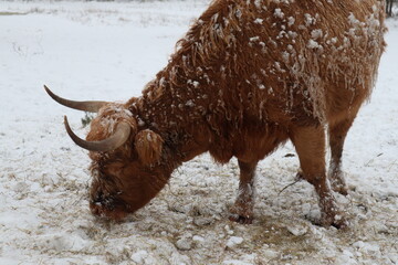 Highland cow horns 