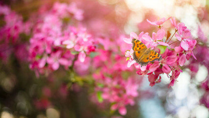Pink natural floral background with Monarch butterfly on a flower in sunlight with beautiful bokeh, close up. Soft selective focus, macro. Long format banner