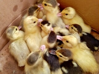 Manuila duck (Cairina moschata) baby, in cardboard.