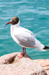 A beautiful Brown-headed Gull (Larus brunnicephalus) on a rock by the sea, they are a large bird species also known as the great black-headed gull