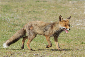 red fox in the wild