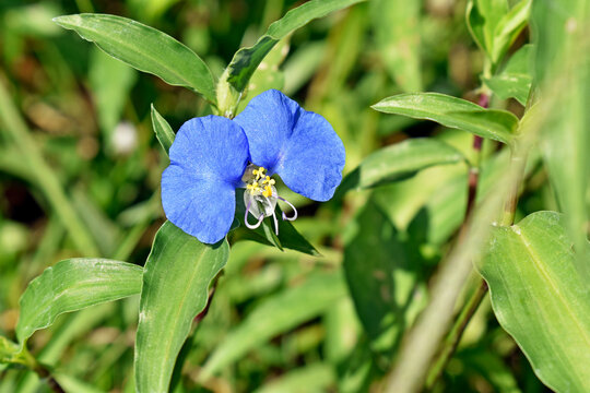 Slender dayflower (Commelina erecta) on garden