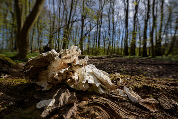 SEASONS IN THE PARK - Dried old polypore on a stump