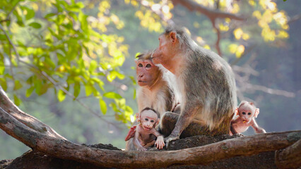 Monkey mom and father sitting on branch and holding his childs