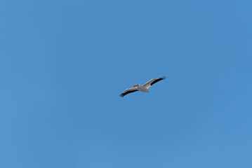 Fototapeta premium American White Pelican Flying In A Blue Sky