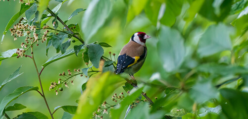 The European goldfinch sits on a branch in spring on green background. Songbird The European goldfinch in wildlife. Latin name Carduelis carduelis.