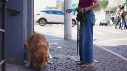 Dog doing his needs in city street. Female owner removing plastic bag to pick up poop from sidewalk in urban environment