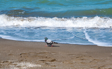 Fototapeta na wymiar a pigeon walking on the beach