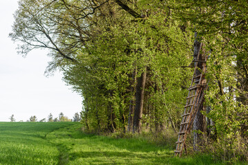 Ansitz am Morgen im Frühjahr mit Laubwald