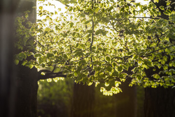 Buchenblätter im Gegenlicht im Frühjahr 