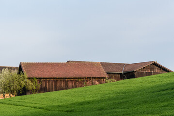 Obraz premium Holzschuppen hinter grüner Wiese 
