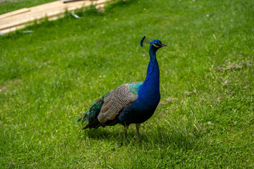 Blue Peacock Bird
