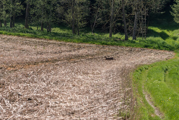 Fliehendes Rehwild ausbfeld