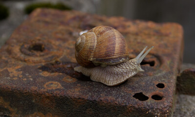 the snail crawls up the old rusty lock from the door slowly and in slow style