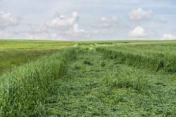 Windbruch im Getreide