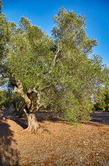 Olive tree orchard near Petrokefali in Crete, Greece