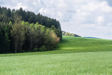 Fototapeta premium Wald und Wiese im Frühjahr bei Sonne