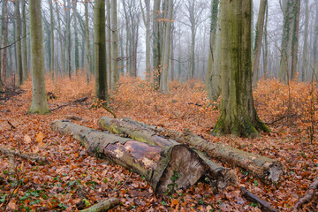 Baumstämme liegen im Buchenwald, Nebel, Nordrhein-Westfalen, Deutschland, Europa