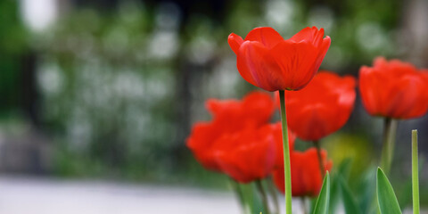 Obraz premium bunch of red tulips outdoors. beautiful outdoor composition