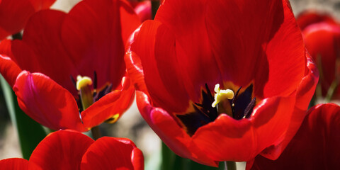 Fototapeta na wymiar red tulips on a sunny day. floral background in spring