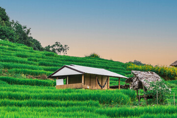 Fototapeta na wymiar Bongpieng rice terrace on the mountain at chiengmai, The most beautiful rice terraces in Thailand