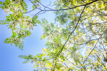 white flowers tree acacia. Blooming clusters of acacia. Honey spring plant. Branches of black locust, Robinia pseudoacacia, false acacia. Closeup, macro.