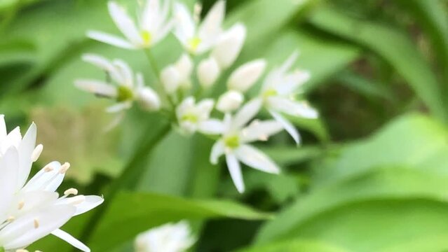 wild garlic in spring, vegetable and medicinal herb with flowers and a slow camera panning to the closeup of flowers
