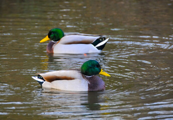 Sexual behavior of ducks The mallard (Anas platyrhynchos) swimming in a lake