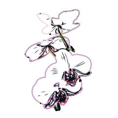 Orchid flower color sketch with a transparent background