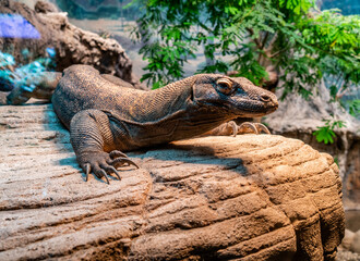 Seattle Zoo Komodo Dragon 4