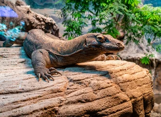 Foto op Plexiglas Seattle Zoo Komodo Dragon 4 © George Cole