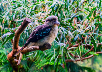 Seattle Zoo Kookaburra