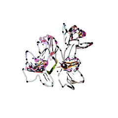 Obraz premium Orchid flower color sketch with a transparent background