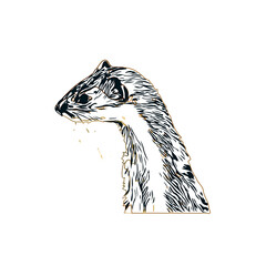 sketch of a weasel with a transparent background