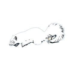 sketch of a weasel with a transparent background