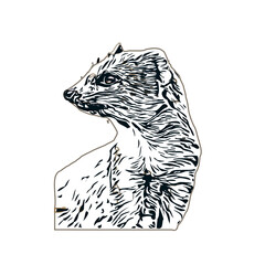 sketch of a weasel with a transparent background