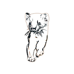 sketch of a weasel with a transparent background