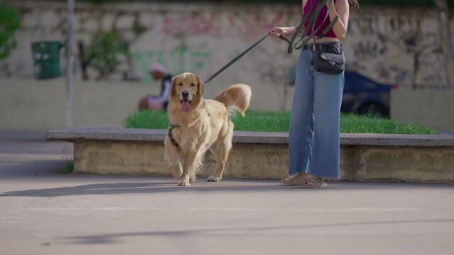 Dog owner with her Golden Retriever pet on a leash standing outside at city park. Daily lifestyle routine of person strolling with canine companion