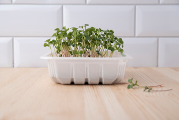 The concept of a healthy lifestyle and diet, eco-product. Growing seedlings, vegetable greens, fresh micro greens, raw sprouts at home.