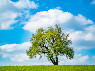 Fototapeta na wymiar Baum einzeln im Feld