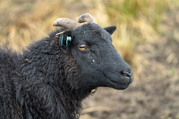 Close up of Scottish Sheep in the Highlands