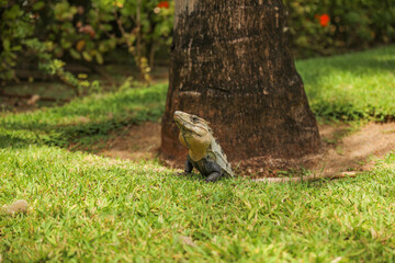 iguana in the wild in the Caribbean symbolizes the beauty and diversity of nature, and the importance of preserving and protecting natural habitats