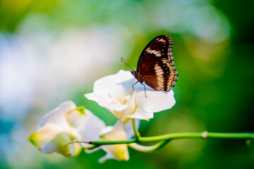 Obraz premium Image of a butterfly on the flower with blurry background.